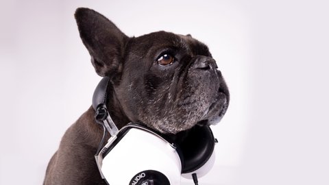 A old french bulldog wearing headphones listening to music nodding back and forth in a loop