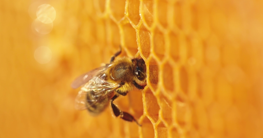 Working bee on honeycomb. Closeup of bee on honeycomb in apiary Royalty-Free Stock Footage #1077084299