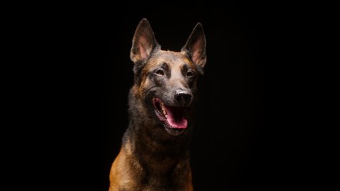 Portrait of a shorthair brown dog barking on black background. Close-up of puppy breathing with tongue hanging out. Shooting domestic animal sitting in studio, hunting purebred gun dog posing.