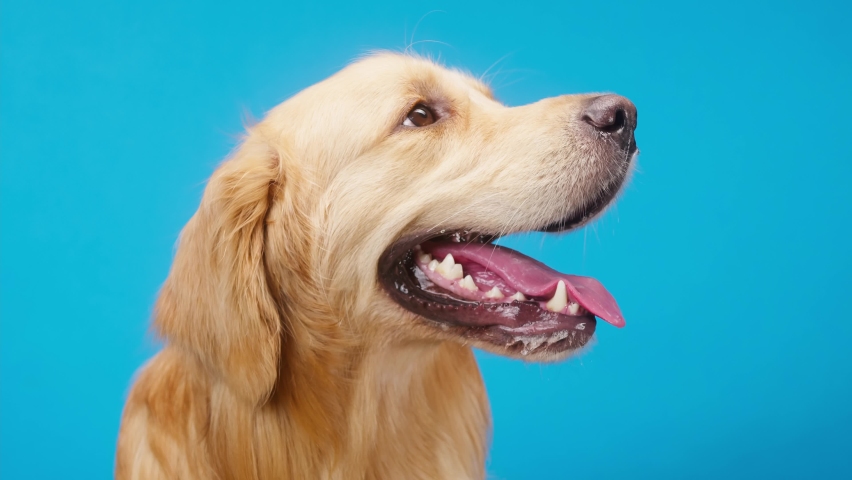 Golden retriever on blue background side view, gold labrador dog breathing with open mouth and tongue out close up, turning his head. Shooting domestic pet in studio. Royalty-Free Stock Footage #1077086678