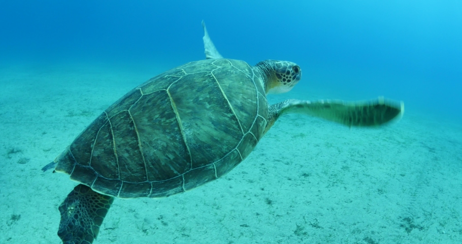 Sea turtle underwater swim slow  with sun beams and rays ocean scenery blue water Chelonia mydas | Shutterstock HD Video #1077089969