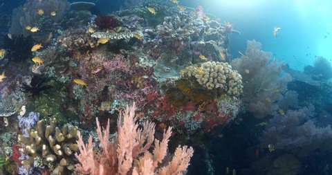 coral garden underwater healthy corals tropical waters with fish underwater ocean scenery raja ampat indonesia