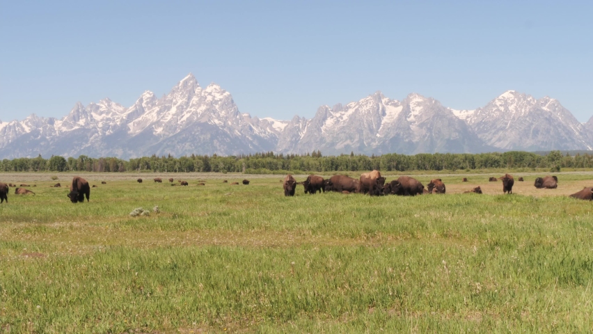 Herd of Bison at Grand Teton National Park in 4K
