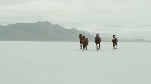 Slow motion of horses running across the Bonneville Salt Flats in Utah.