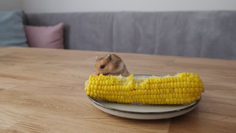 little cute ginger hamster eating boiled corn from a plate