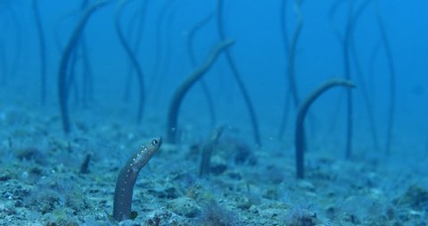 garden eel fish close up tropic water scenery eels coming out of sand underwater ocean scenery of group life