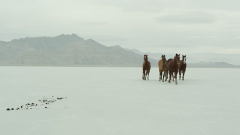 Slow motion of horses running across the Bonneville Salt Flats in Utah, close.