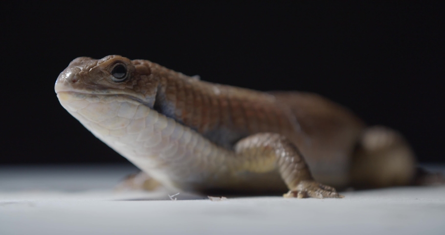 Adorable blue tongue skink is turning around and running away, wildlife, 4k