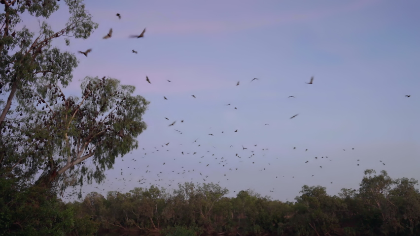 sunrise pan of bats flying at nitmiluk gorge, also known as katherine gorge at nitmiluk national park in the northern territory Royalty-Free Stock Footage #1077094418