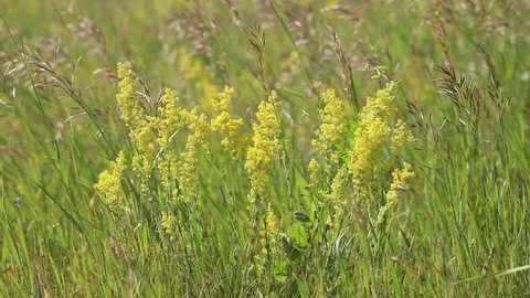 Galium verum. Yellow bedstraw in summer on a meadow in Western Siberia
