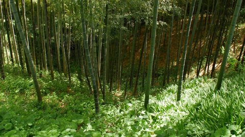 Green bamboo forest rustling by the summer wind in Kanagawa, Japan.