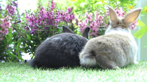 Bunny easter fluffy two lovely rabbits playing running together on flower garden green nature background, Lovely mammal with beautiful bright eyes in nature life. Symbol of easter day. Animal concept.
