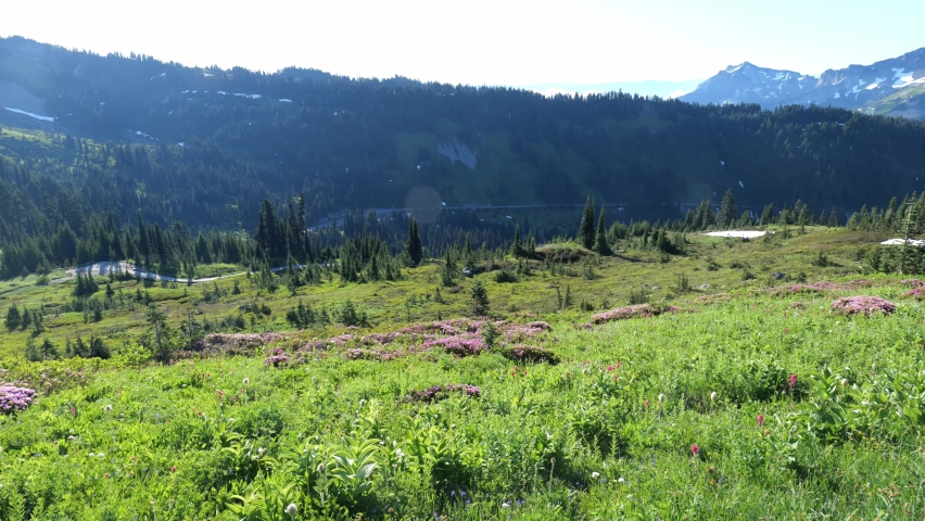 Cinematic 4K clip of the alpine meadows, glaciers and flowering slopes of the Alta Vista Trail of the Paradise area on Mount Rainier in Mount Rainier National Park in Washington