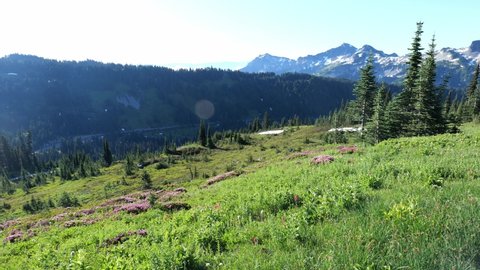 Cinematic 4K clip of the alpine meadows, glaciers and flowering slopes of the Alta Vista Trail of the Paradise area on Mount Rainier in Mount Rainier National Park in Washington
