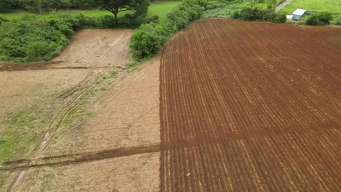 A reverse aerial footage of a tractor tilling a farmland also revealing birds flying below and a treeline in Muak Klek, Thailand.