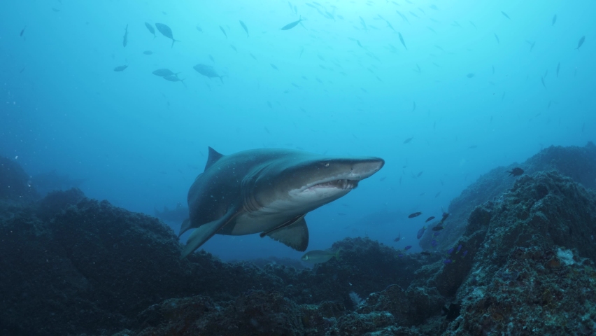 Front view of a large Blue Nurse Sand Tiger shark swimming towards a scuba diver. Unique underwater view | Shutterstock HD Video #1077100655