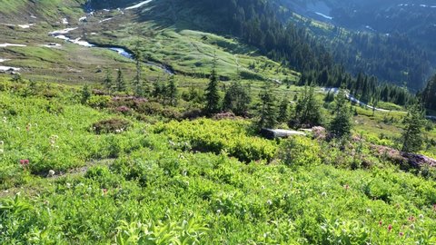 Cinematic 4K footage of Edith Creek through alpine meadows, glaciers and flowering slopes of the Alta Vista Trail of the Paradise area on Mount Rainier in Mount Rainier National Park in Washington