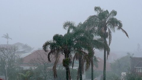 Weathered palm trees in heavy rainfall and poor visibility slomo