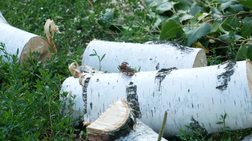 A butterfly sits on a birch log and flaps its wings. An ant is crawling along a birch log.