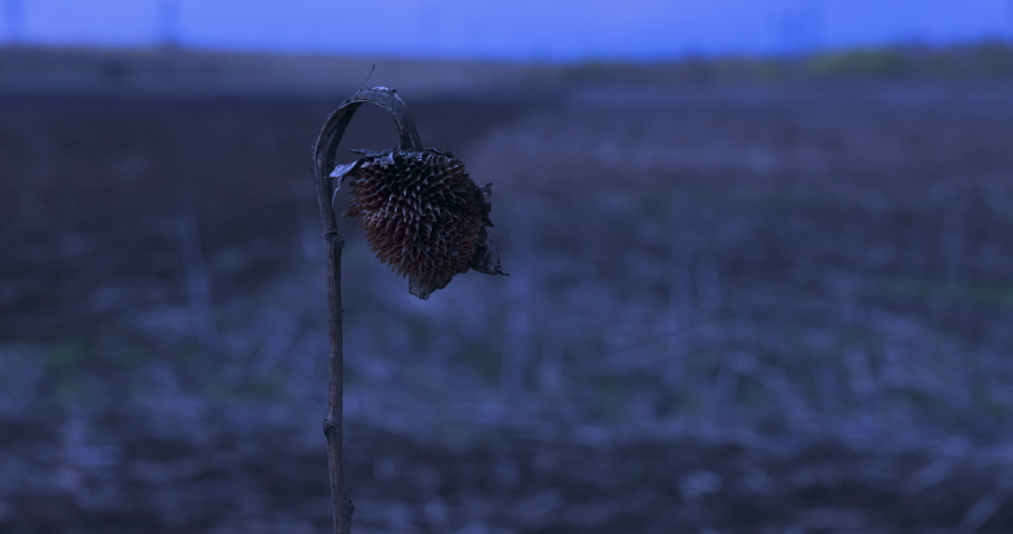 Dusk Dry Old One Sunflower Slow motion Night Blue Moonlight Dark Field Scary Horror Halloween Dread Dead Dramatic Cold Agriculture Swaying Wind Desiccation Farm Plant Culture Landscape Royalty-Free Stock Footage #1077106322