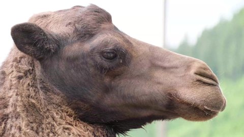 Close up of a camel head standing in a zoo. 
