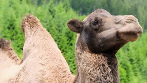 Close up of a camel head standing in a zoo. 