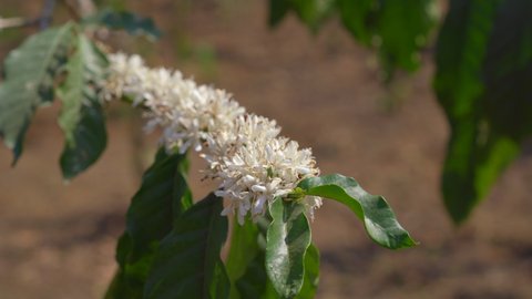 A closeup shot of a flowering coffee plant
