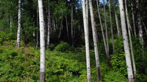 Video of a flight through a mixed aspen forest with pine and birch trees. Mount Tserkovka in Altai Belokurikha town. Russia