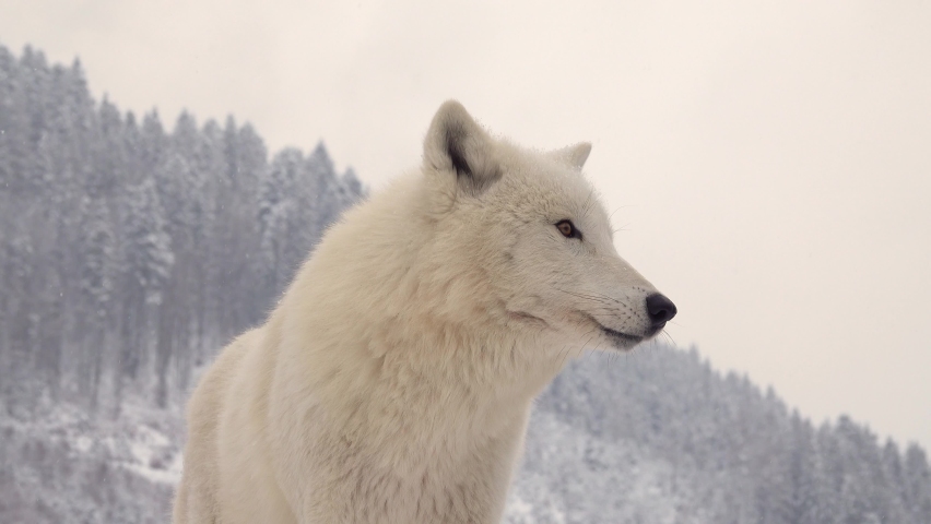 portrait of a white arctic wolf against a background of snow-capped mountains with a coniferous forest. sound of a howling wolf Royalty-Free Stock Footage #1077110930
