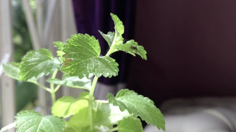 Close up lemon balm and little spider footage.