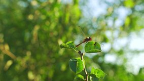 Sunny amazing countryside summer landscape. Fresh bright green plants and red dragonfly insect isolated on sunny blue sky and trees bokeh background