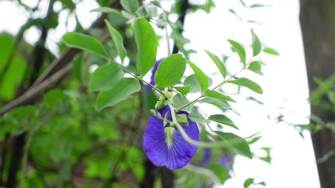 Blue butterfly pea vine plant in the garden. Blue butterfly pea flowers are swaying in the wind. Butterfly pea flower on a green leaf background slow-motion video. 