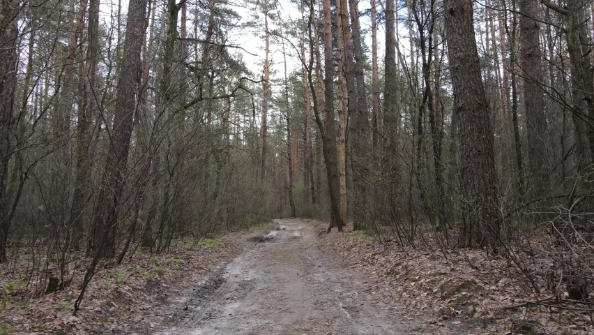 Road in the forest during the day, slow motion