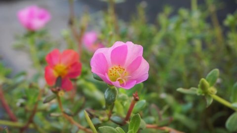 Flower Portulaca Oleracea Stock Video Footage 4k And Hd Video Clips Shutterstock