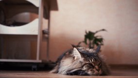 Adult big lazy maincoon put head on paws, hear something, wiggle ears, looks around, get tired. at home. furry striped hairy mustache cat indoor nearly the table. HD horizontal slow motion video.