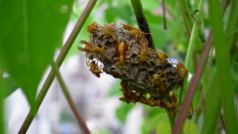 Asian yellow paper wasps are building nests in the bushes of small gardens. Brown-yellow paper wasps nest-building activity in the garden.