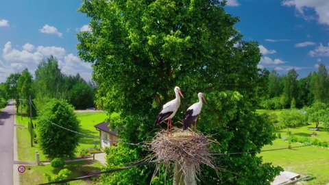 Two storks in the nest. A nest with birds on a pole in the village. An electric pole near a country house with a nest of birds.