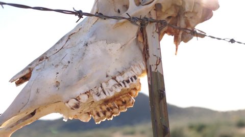 Cow Skull on Fence with Sunlight Rays