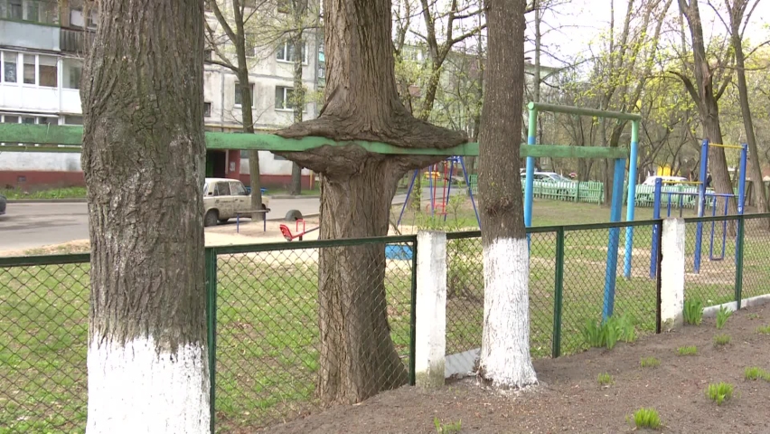 strange shaped trees big beautiful tree of unusual shape