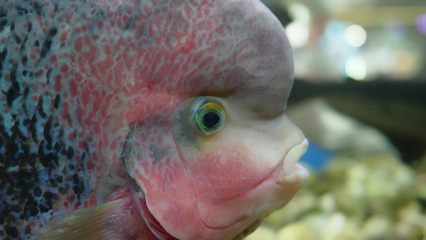 Cichlasoma. Aquarium fish. Fish hybrid. The result of crossing different species of cichlids | Shutterstock HD Video #1077149543