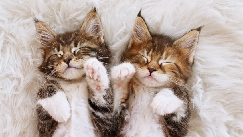 4k Grey Striped Kittens Wakes up and Stretches. Kittens Sleeping on a Fur White Blanket. Concept of Adorable Cat Pets. | Shutterstock HD Video #1077151373