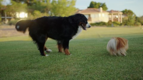 Big Bernese Mountain Dog and Little Pomeranian Dog Walking Around Each Other on a Field of Grass
