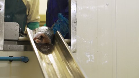 the gloved hand of a fishmonger releases a headed and emptied salmon descending a slide before filleting.