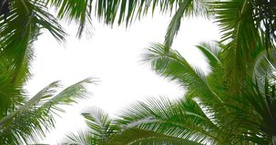 Nature video. Closeup palm tree animated with wind and sky. Palm tree and sky background. Nature tree objects and background. Palm tree object and sky background.