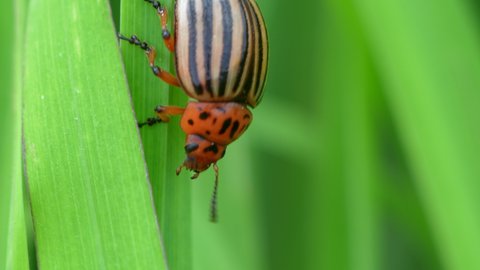 Macro track shot of climbing Leptinotarsa Decemlineata in green plants during sunlight - Vibrant nature shot of Beetle in grass - Prores 4k high quality uhd