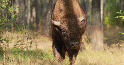European Bison Or Bison Bonasus, Also Known As Wisent Or European Wood Bison In Autumn Forest 4K. Bull Walking On Camera.
