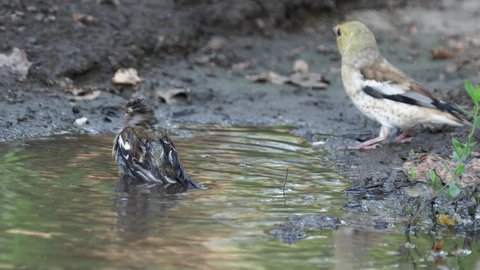 The chaffinch and hawfinch bird taking a bath