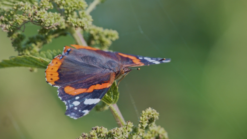 the red admiral buttefly in natural habitat (vanessa atalanta)