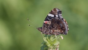 the red admiral buttefly in natural habitat (vanessa atalanta)