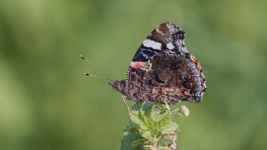 the red admiral buttefly in natural habitat (vanessa atalanta)